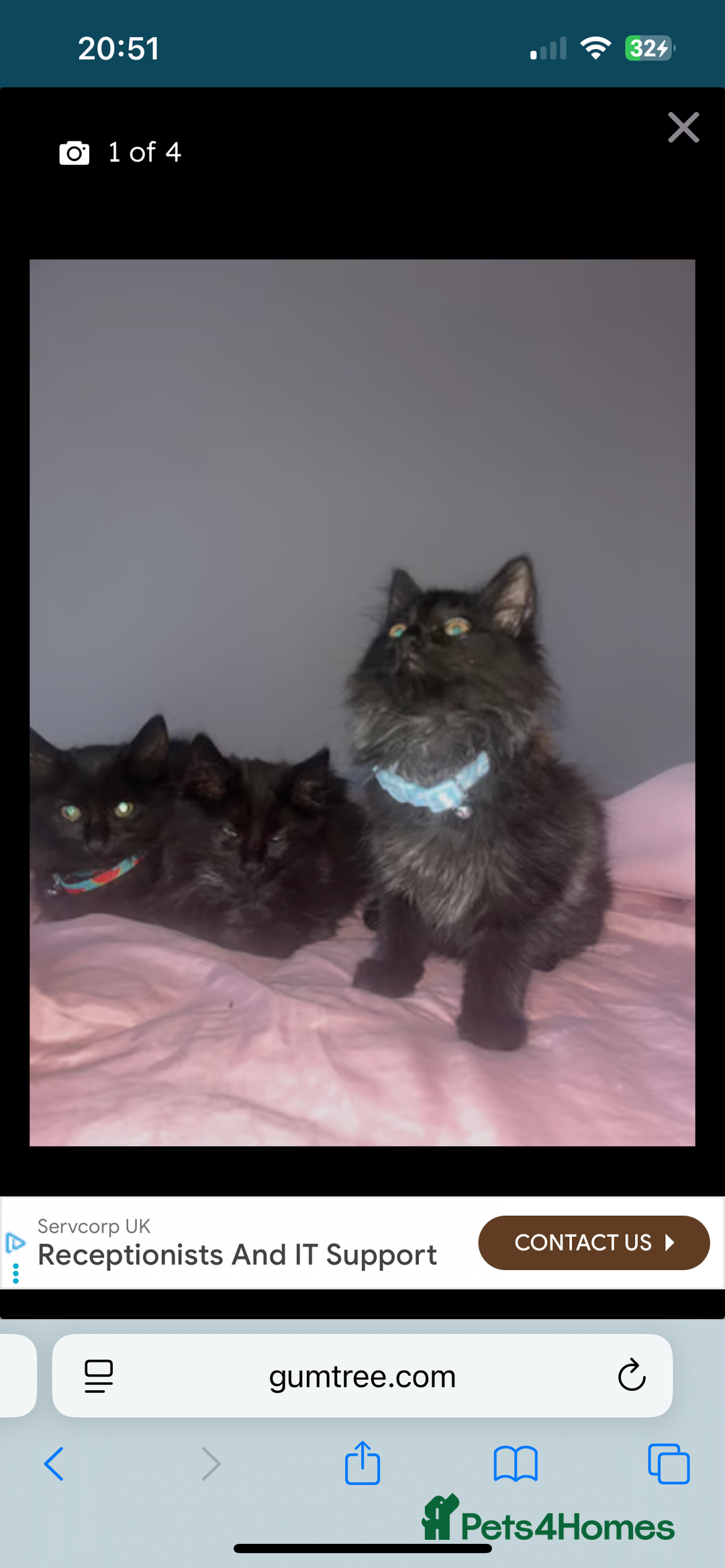 British Longhair cats for sale: British long hair kittens  - Image 9