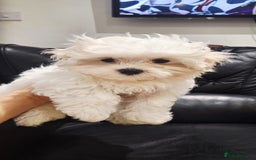 Maltese dogs for sale: Mini Maltese Puppys - Image 10