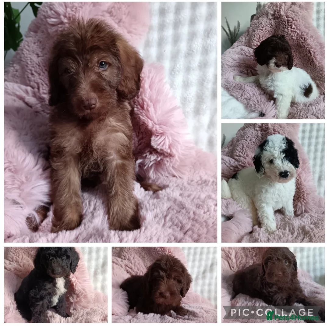 Labradoodle dogs for sale: Labradoodle puppies ready to leave now  - Advert 1