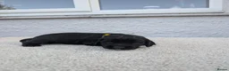 Cocker Spaniel dogs for sale: KC Registered FTCH bloodline Working Cocker Pups - Advert 27