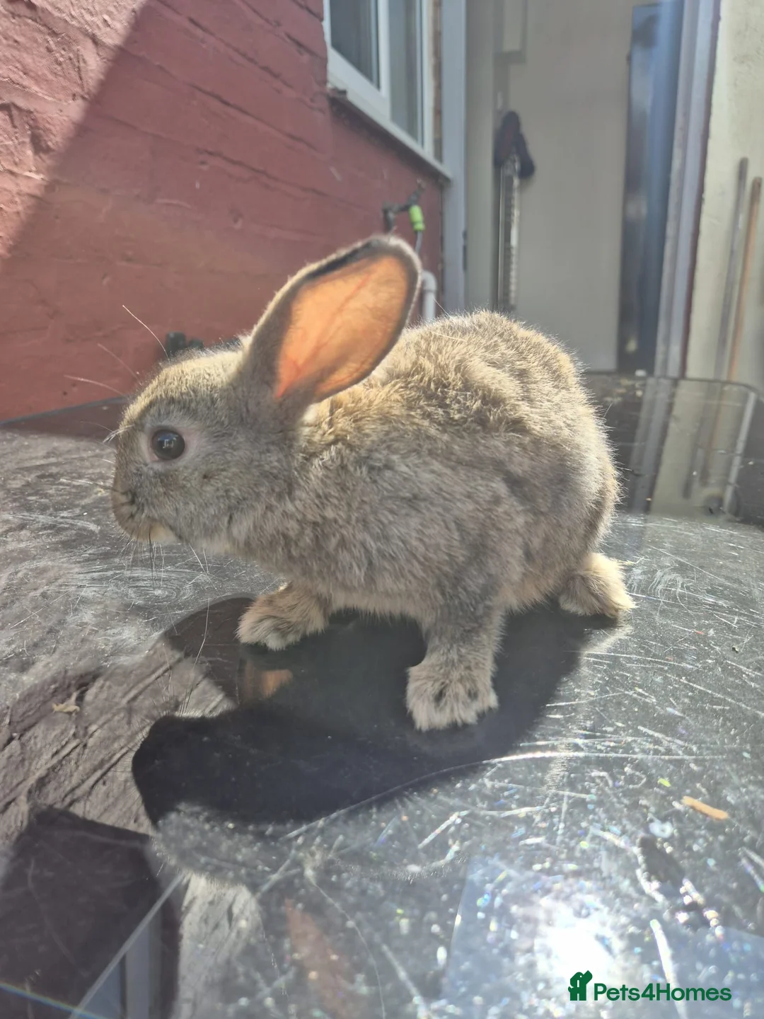 Mixed Breed rabbits for sale: 8 week old baby bunnies  - Advert 2