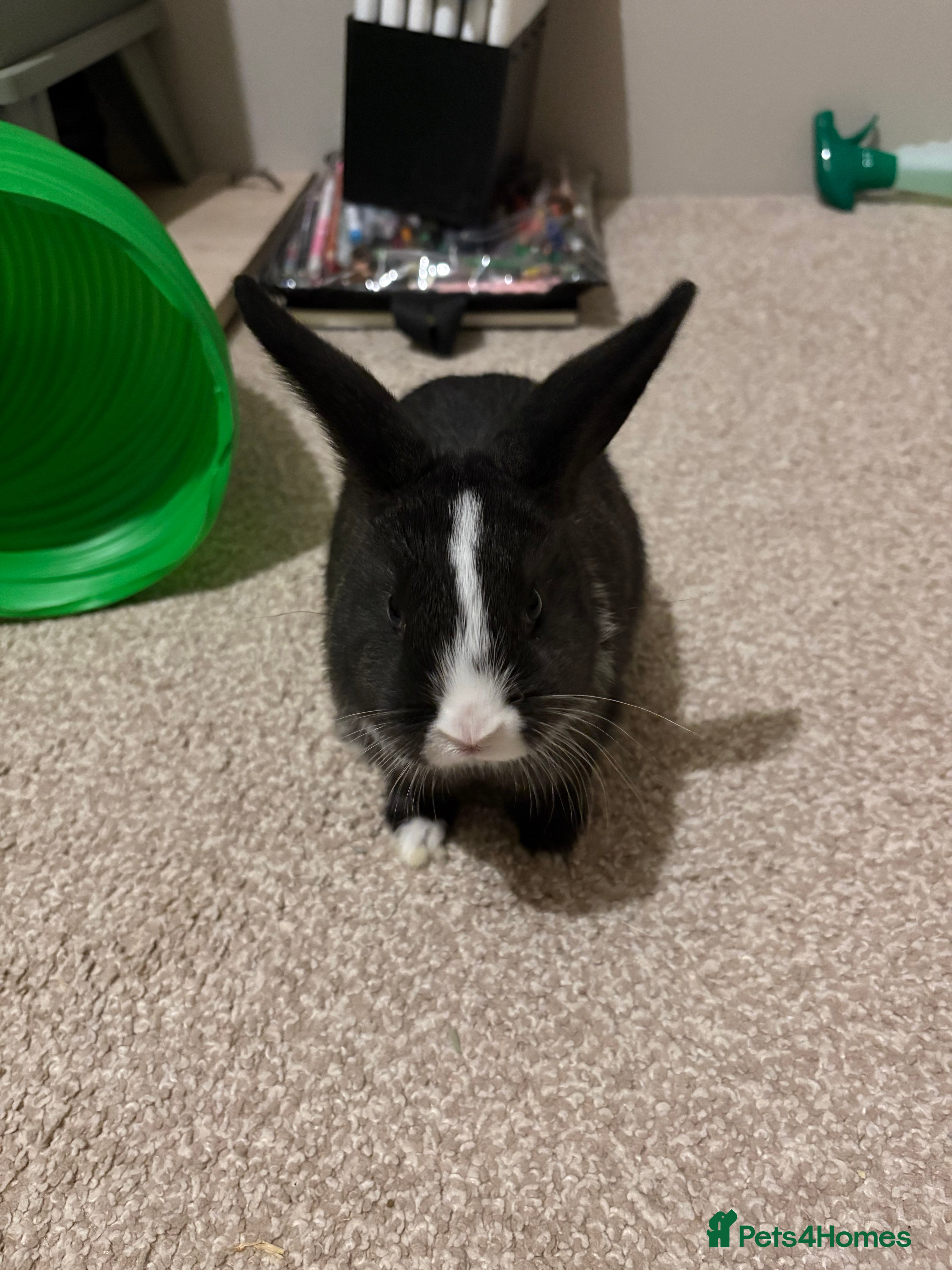 Mixed Breed rabbits 1X bucks 2X Does available Holland Lops - Advert 2