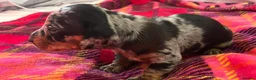 Miniature Dachshund dogs for sale: Lovely miniature dachshund pups  - Advert 6