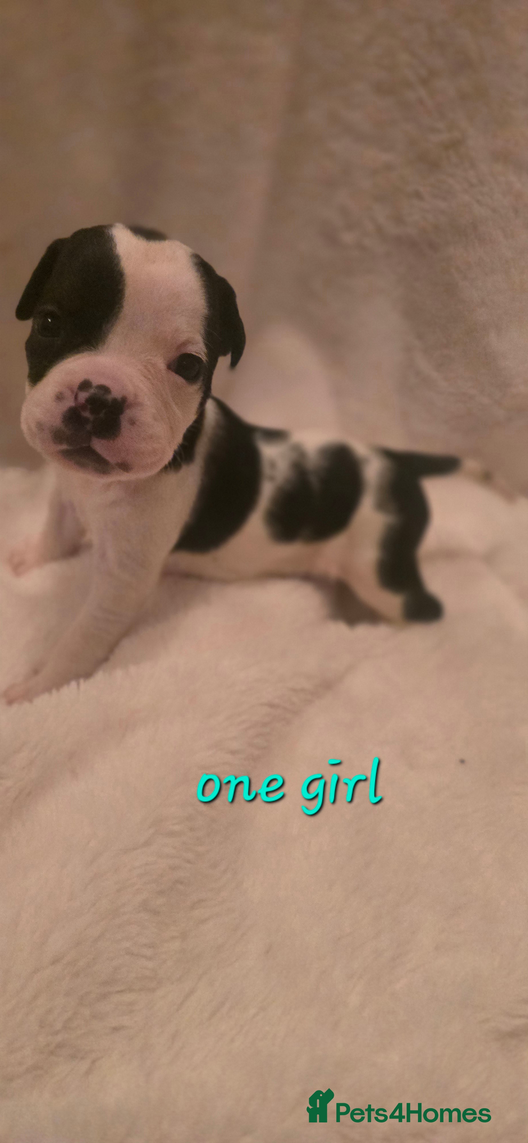 Mixed Breed dogs Olde english × staffie pups  - Advert 1