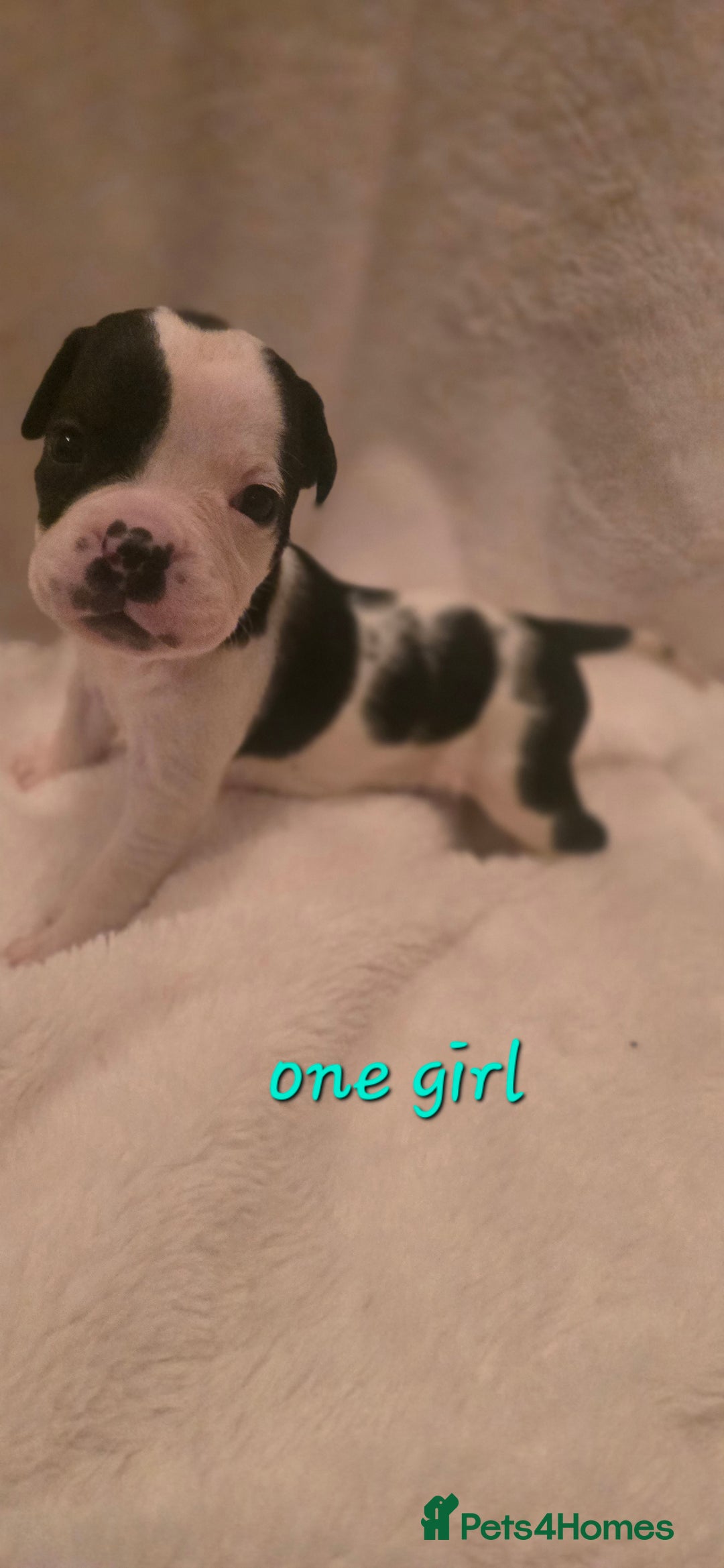 Mixed Breed dogs for sale: Olde english × staffie pups  - Advert 1