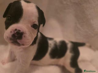 Mixed Breed dogs Olde english × staffie pups - Advert 11