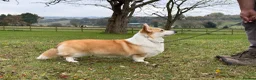 Welsh Corgi Pembroke dogs for sale: Champion Sired Corgi Pembroke puppies available  - Advert 24
