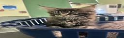Maine Coon cats for sale: Beautiful Mainecoon kittens - Advert 10