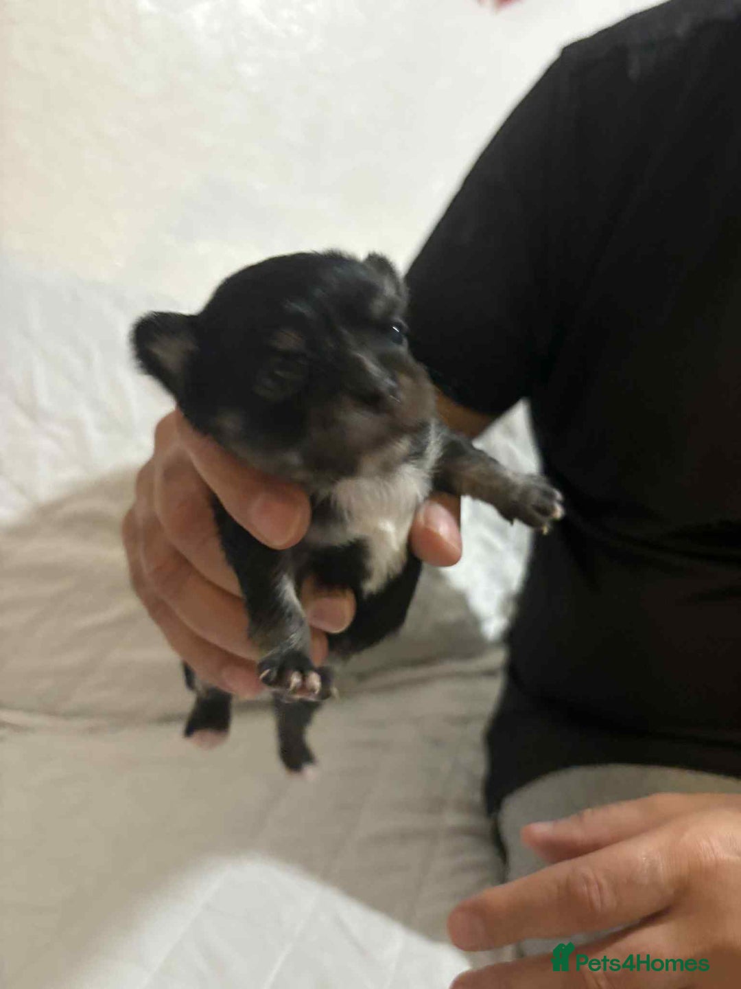 Chihuahua dogs for sale: Very rare long chihuahua for sale  - Advert 13