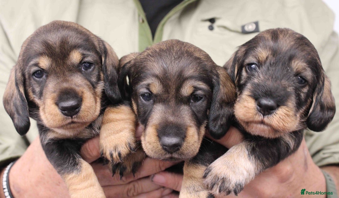 Dachshund dogs for sale: Wire Haired Dachshund Puppies - Image 23