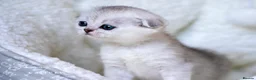 Scottish Fold cats for sale: Scottish Fold Healthy & Socialised - Advert 7