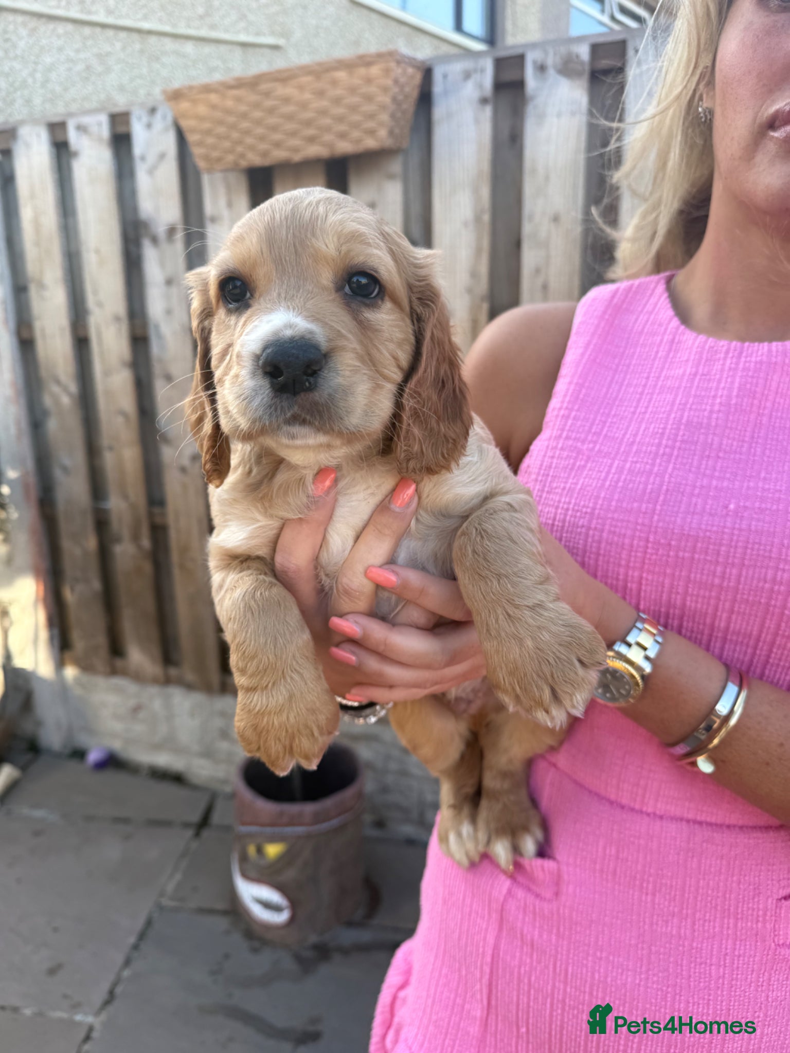 Cocker Spaniel dogs 1 puppy remaining cocker spaniels ready 07/05 - Advert 12