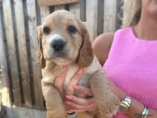 Cocker Spaniel dogs 1 puppy remaining cocker spaniels ready 07/05 - Advert 12