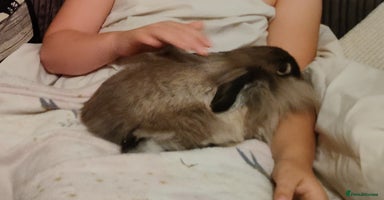 English Lop rabbits Two female rabbits  - Advert 12