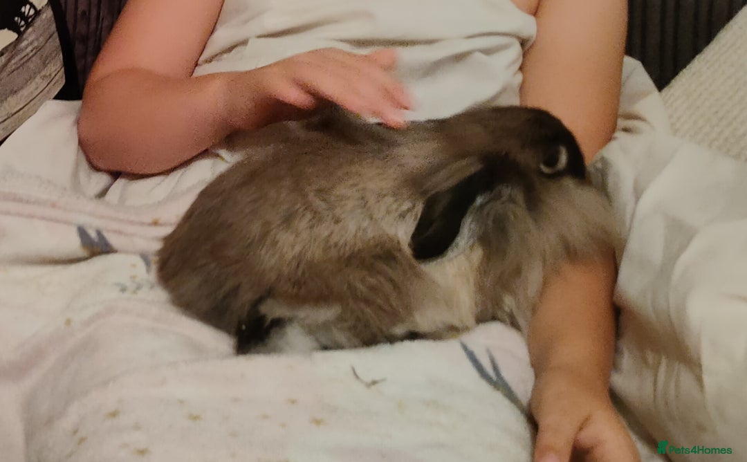 English Lop rabbits for sale: Two female rabbits  - Advert 2