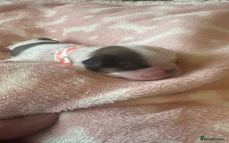 Shih Tzu dogs for sale: ⭐️Beautiful  Shih~Tzu puppies Ready 3rd October🐾 - Image 13