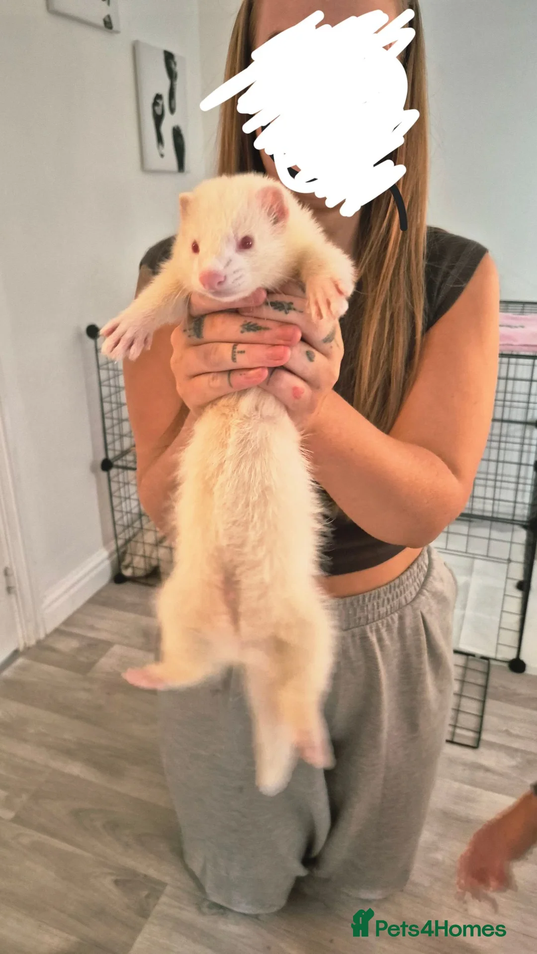 Ferret rodents for sale: Albino 1/2 micro ferret - Advert 1