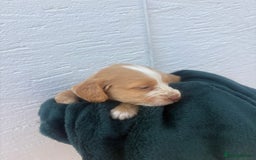 Cocker Spaniel dogs for sale: Cocker spaniel puppys - Image 3
