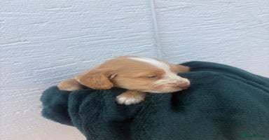 Cocker Spaniel dogs - Advert 4