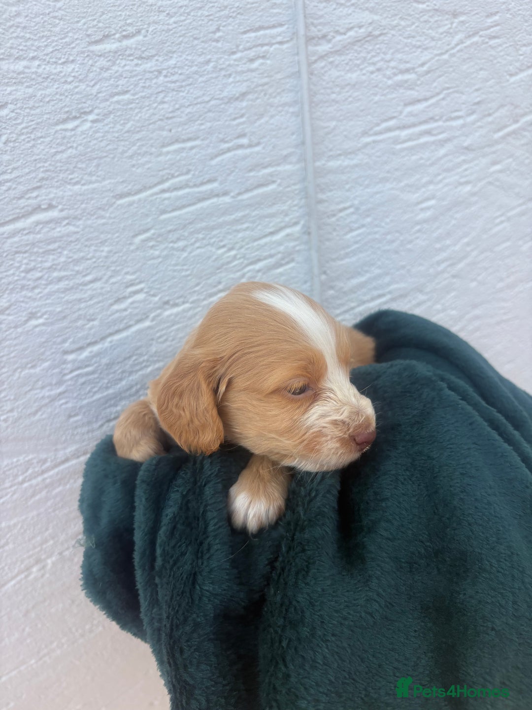 Cocker Spaniel dogs for sale: Cocker spaniel puppys - Image 3