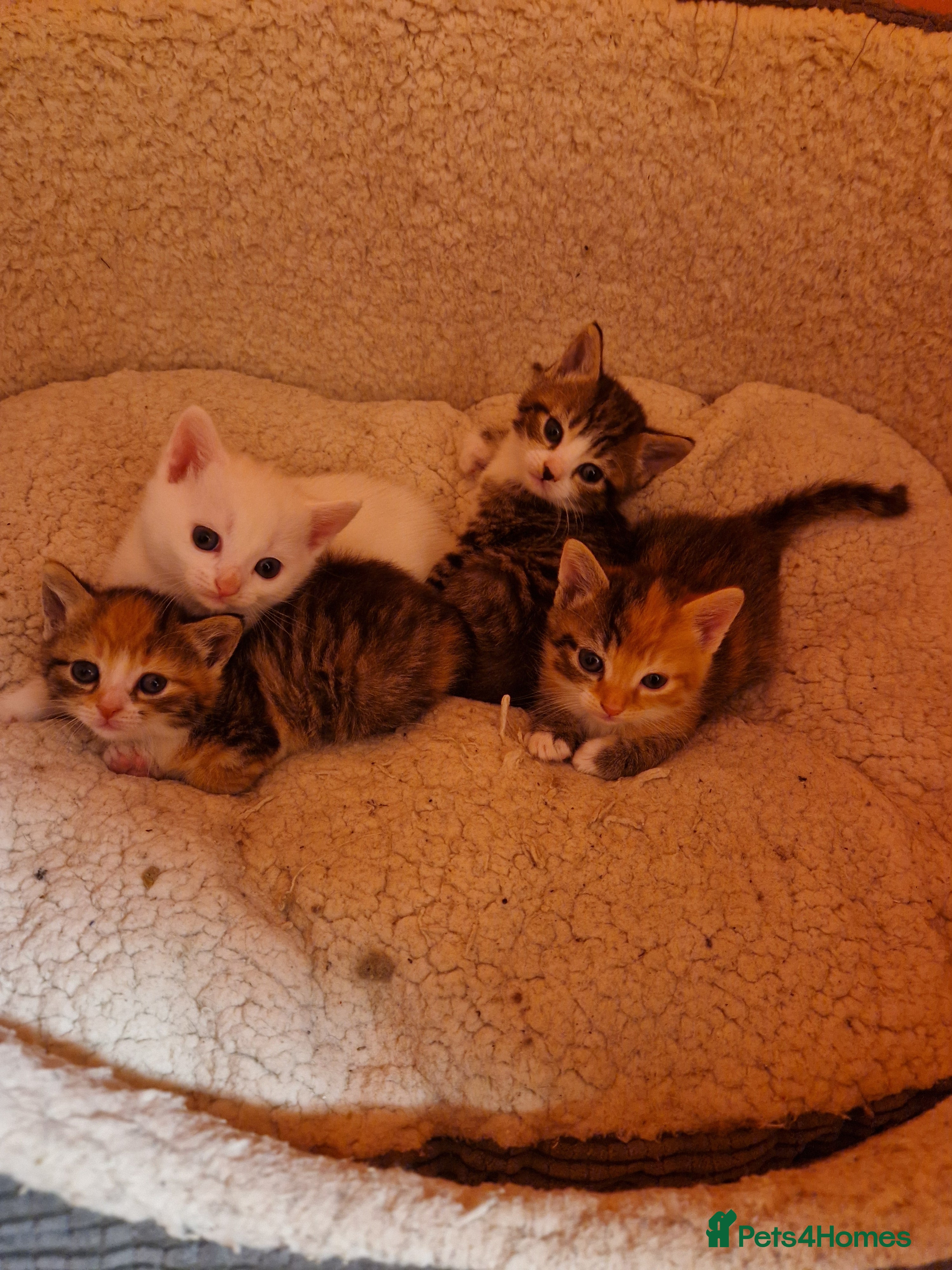 Mixed Breed cats ⭐️⭐️⭐️Siberian cross ⭐️⭐️⭐️ - Advert 1