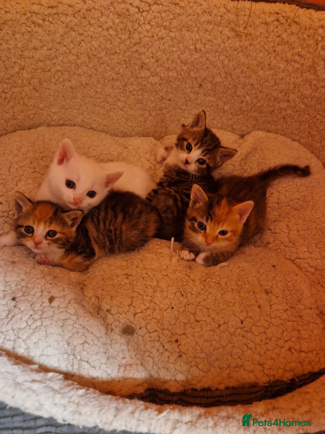 Mixed Breed cats for sale: ⭐️⭐️⭐️Siberian cross ⭐️⭐️⭐️ - Advert 1