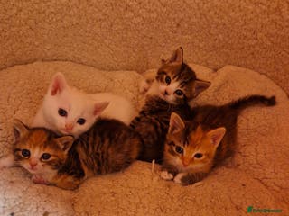 Mixed Breed cats ⭐️⭐️⭐️Siberian cross ⭐️⭐️⭐️ - Advert 1