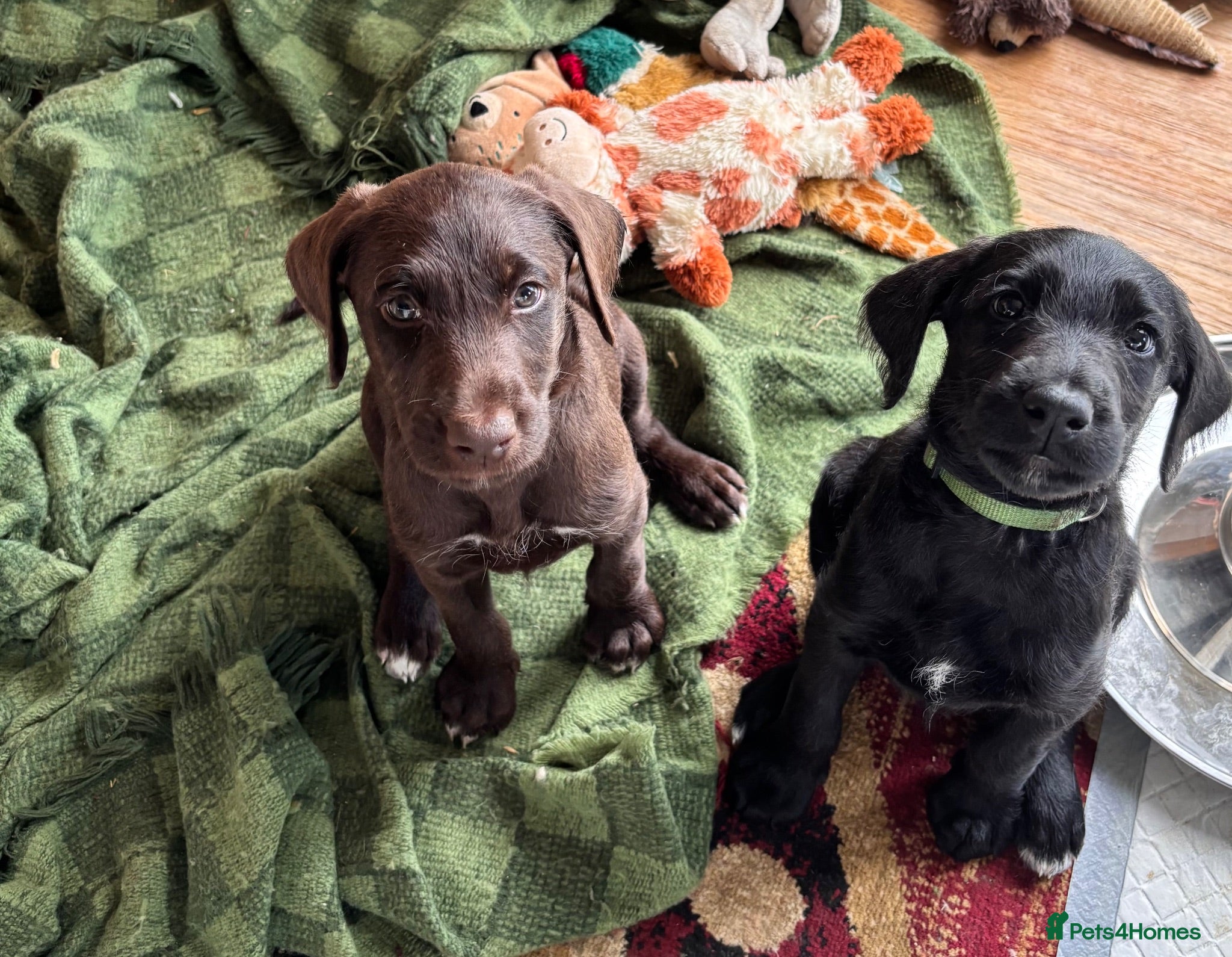 Mixed Breed dogs Doberdoodle Puppies – Ready for forever Homes! 🐾 - Advert 2