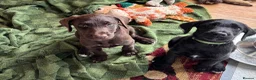 Mixed Breed dogs for sale: Doberdoodle Puppies – Ready for forever Homes! 🐾 - Advert 2