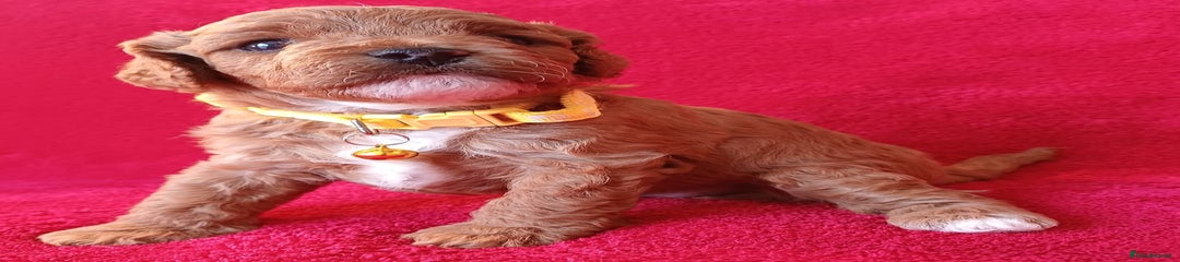 Girl Cavapoo Puppy 4, Yellow collar