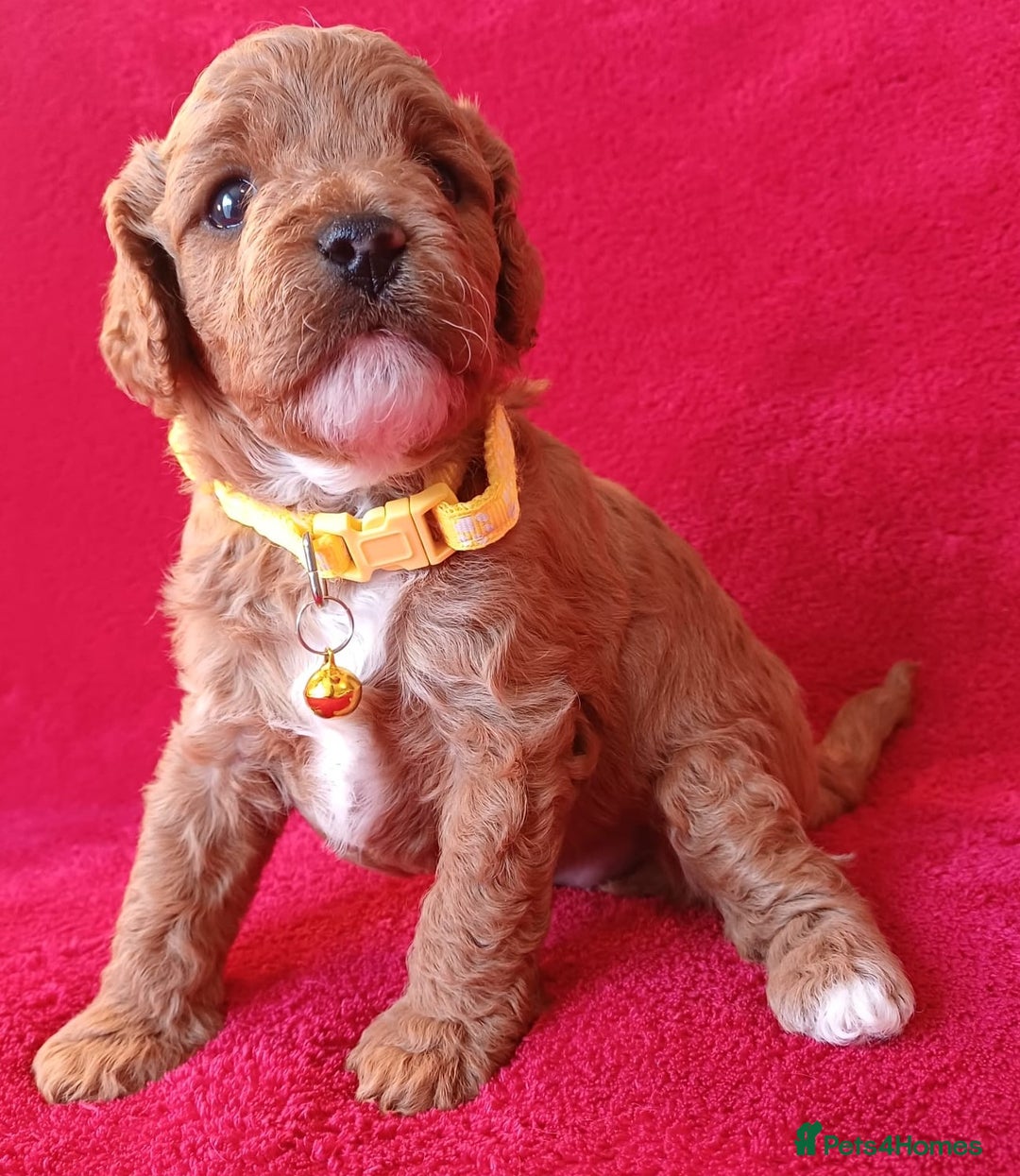 Cavapoo dogs for sale: F2 Cavapoo, Dog breeding license - Advert 15