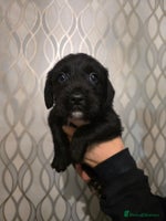 Mixed Breed dogs - Advert 3