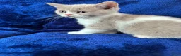 British Shorthair cats for sale: British shorthair kittens top pedigree ready now ! - Advert 14