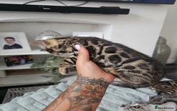 Bengal cats for sale: 3 HIGH QUALITY, PURE BLOODLINE BENGAL KITTENS  - Image 16