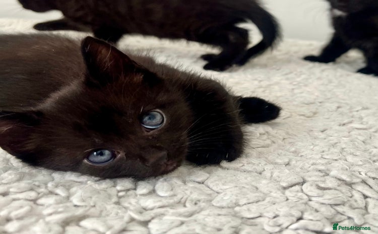 Domestic Shorthair cats - Advert 8