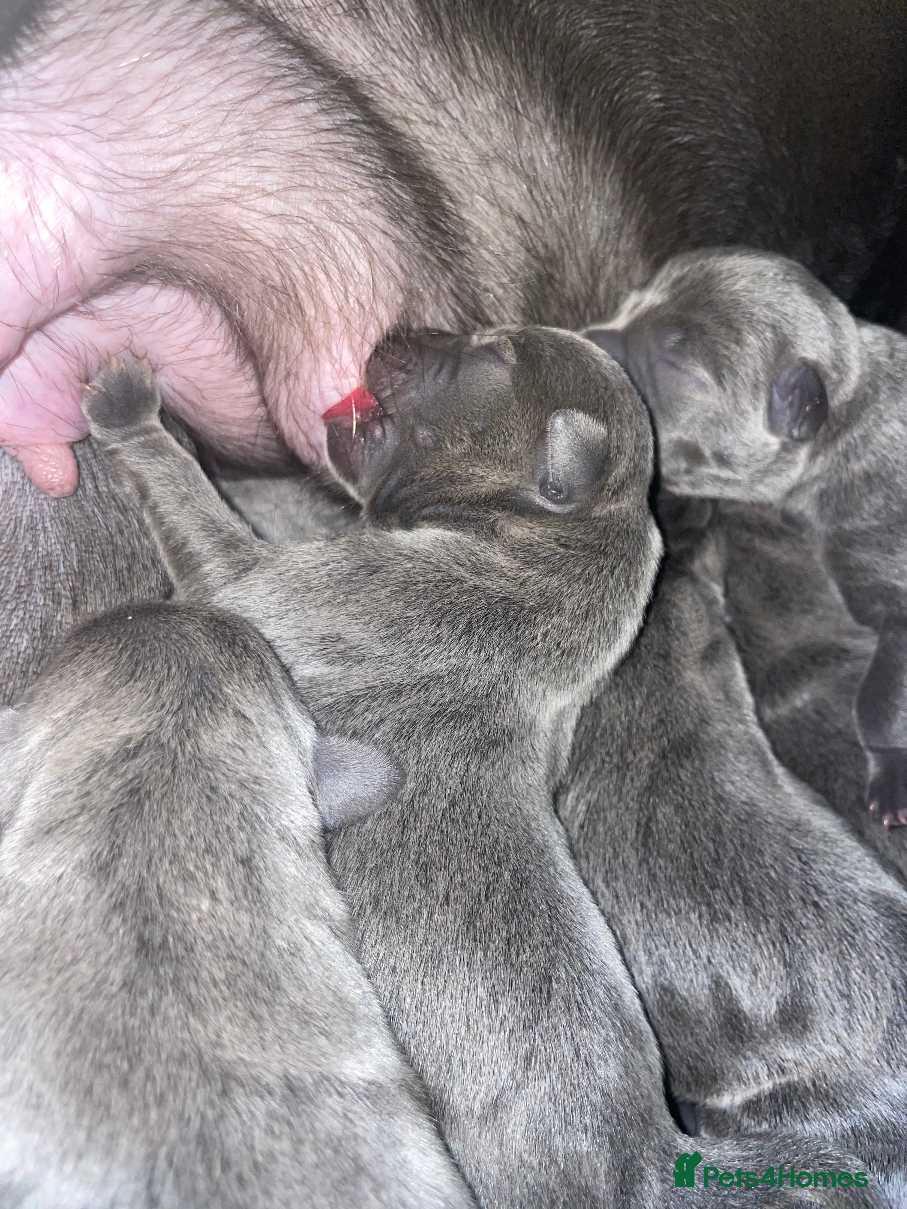 Staffordshire Bull Terrier dogs 7 beautiful KC staffy puppy’s - Advert 5