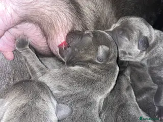 Staffordshire Bull Terrier dogs 7 beautiful KC staffy puppy’s - Advert 5