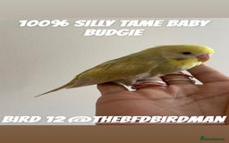 Budgerigars birds for sale: 100% SILLY TAME BABY BUDGIES - Advert 12