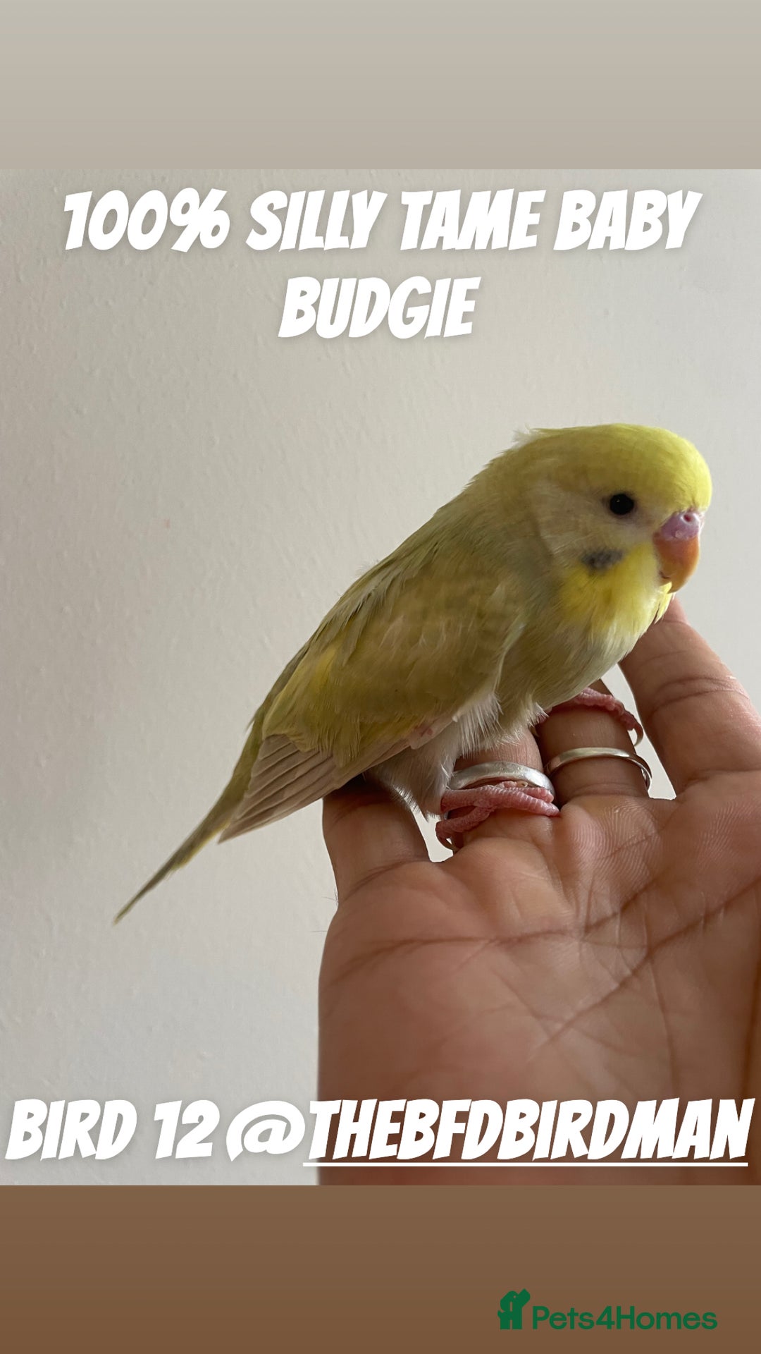 Budgerigars birds for sale: 100% SILLY TAME BABY BUDGIES - Advert 12