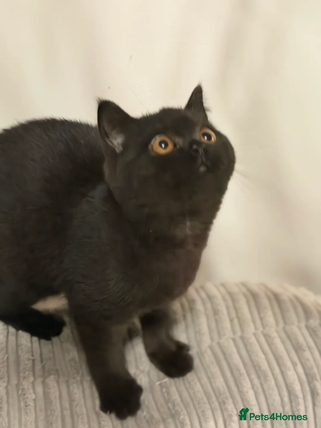 British Shorthair cats for sale: Ready to leave *** black female bsh *** - Advert 20