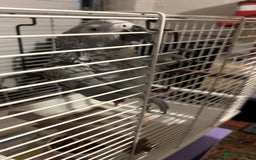 Parrots birds for sale: African gray male  - Image 4