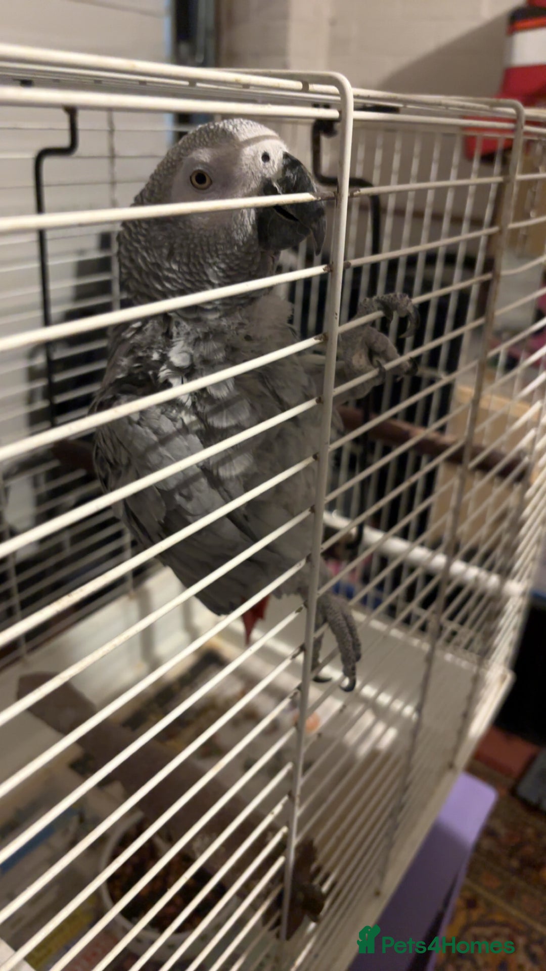 Parrots birds for sale: African gray male  - Image 4
