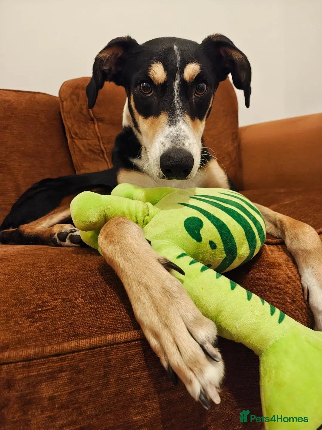 Mixed Breed dogs for sale:  Xaden – Looking for His Forever Home - Advert 1