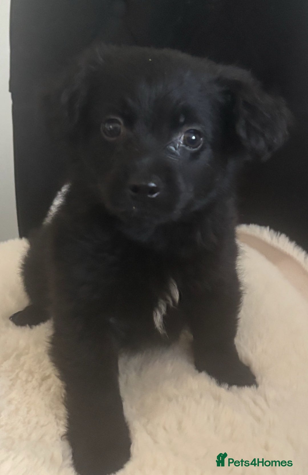 Mixed Breed dogs for sale: Cockeranians - Advert 4