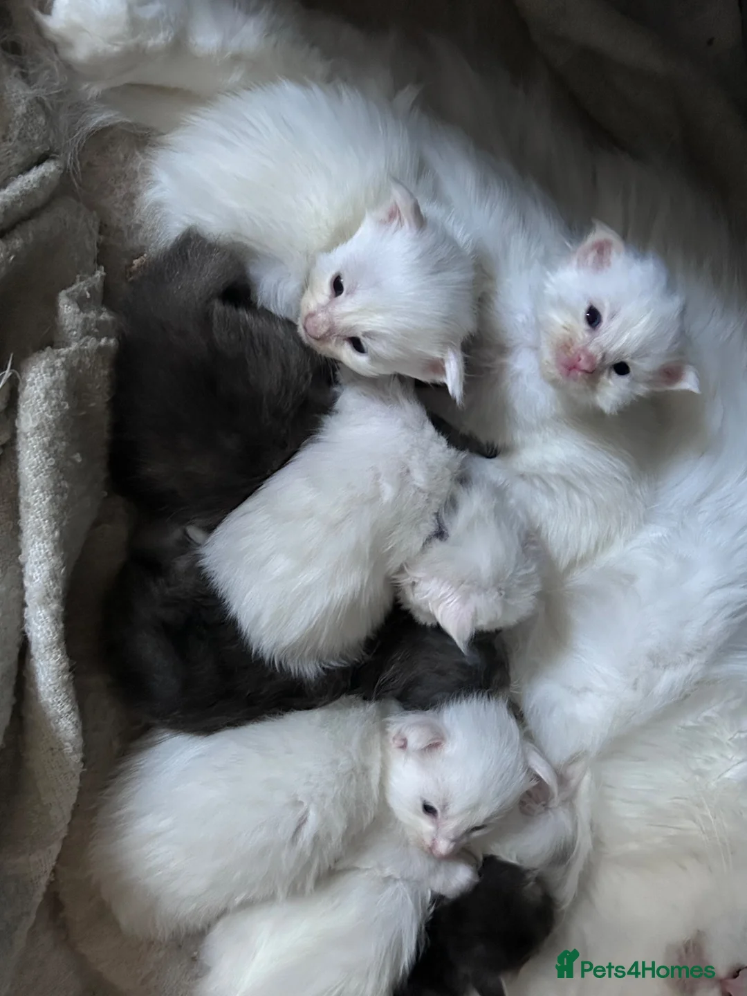 Maine Coon cats for sale: Stunning full breed Maine Coons ready now!  - Advert 8