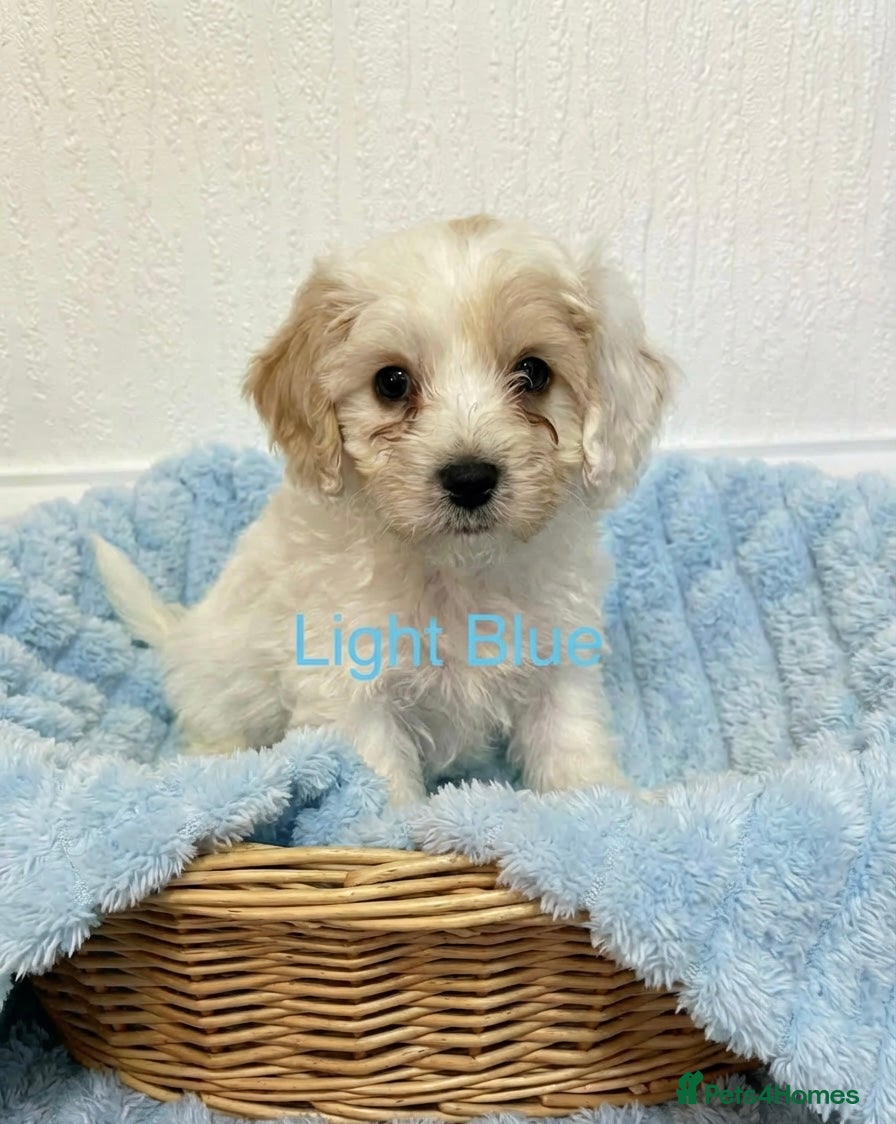 Mixed Breed dogs READY TO GO! 8 Beautiful Cavapoochon Puppies - Advert 17