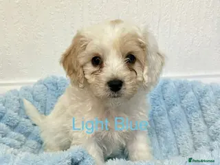 Mixed Breed dogs READY TO GO! 8 Beautiful Cavapoochon Puppies - Advert 15