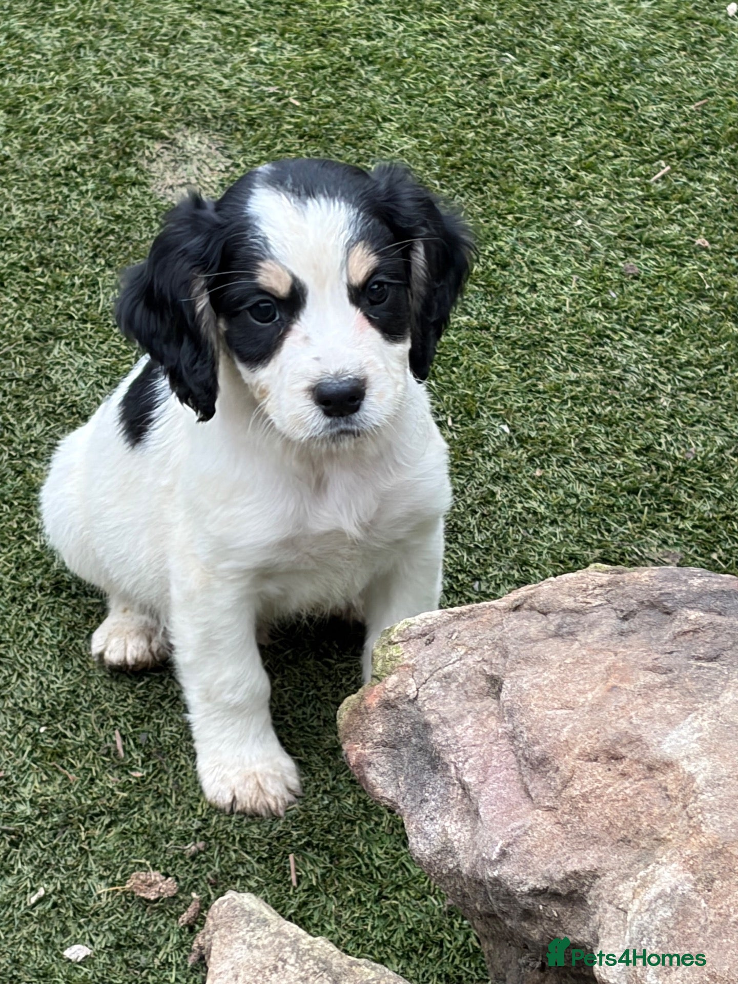 Cocker Spaniel dogs Ready to leave! Beautiful cocker spaniel puppies  - Advert 9