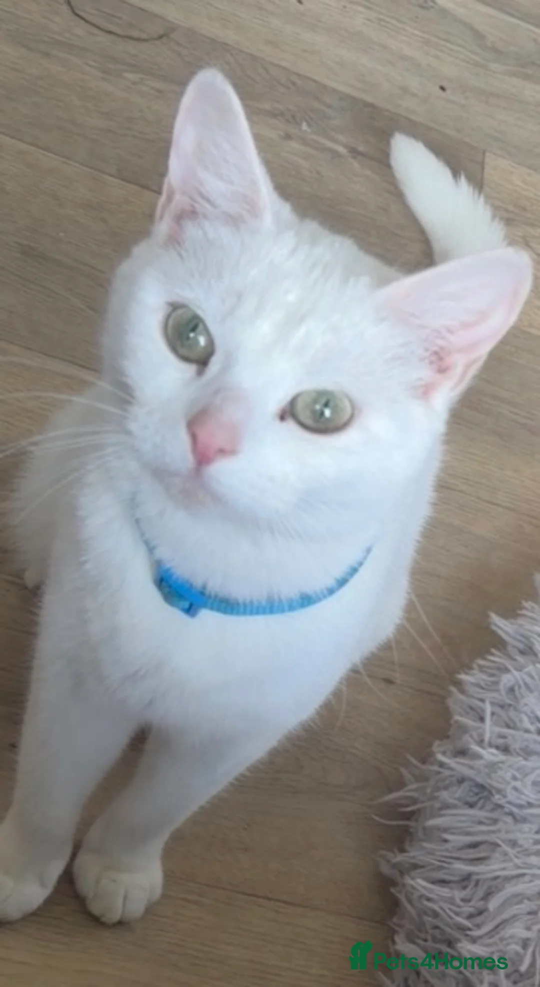 Mixed Breed cats for sale: Kittens - Advert 2