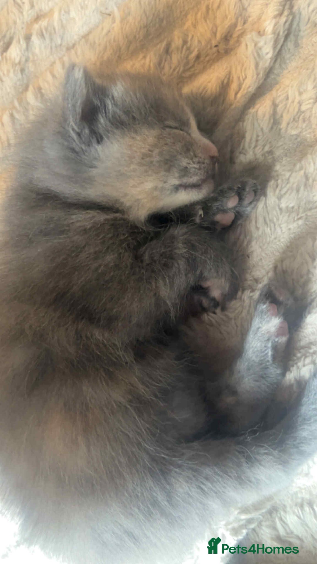 Mixed Breed cats for sale: Half russian blue - Image 5